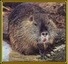 The crossword clue Rodent of Central and South America (I, not Y) with 6 letters was last seen on the November 27, 2023. . South american rodent crossword clue